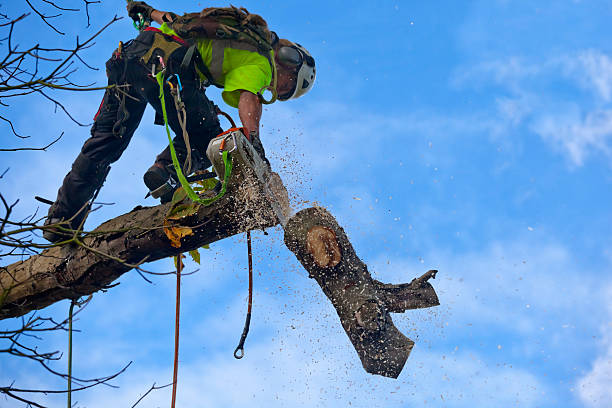 How Our Tree Care Process Works  in  Leesburg, FL